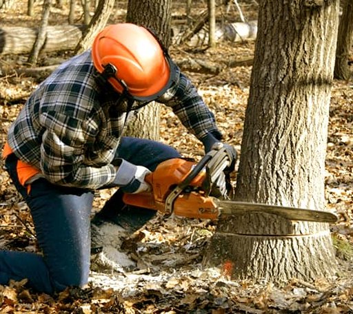 Tree Removal in Lodge, SC